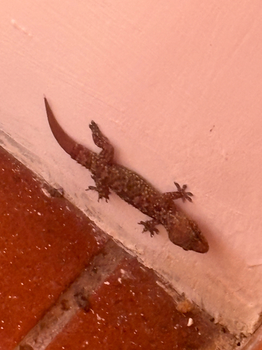 Mediterranean House Gecko