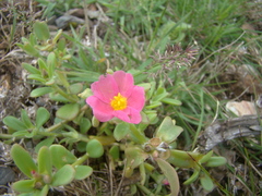 Portulaca cryptopetala