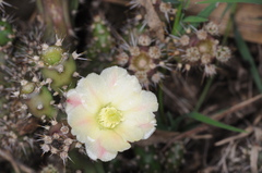 Opuntia salmiana