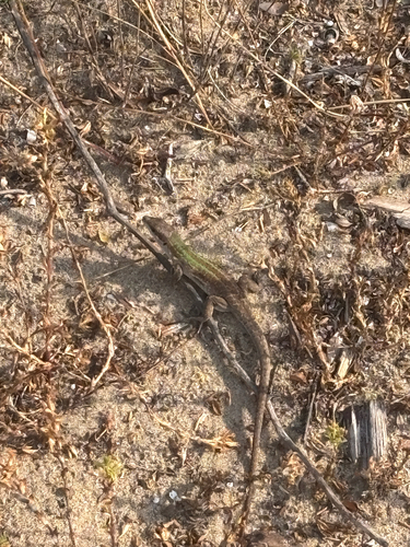 Lucertola campestre