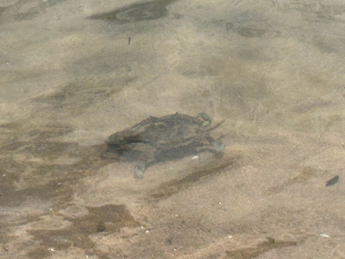 Atlantic Blue Crab