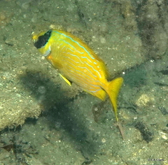 Siganus puellus