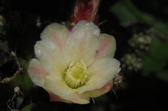 Opuntia salmiana