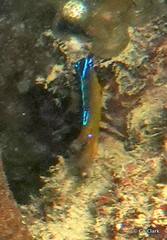 Pomacentrus simsiang