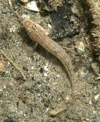 Valenciennea muralis