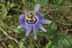 Passiflora mooreana