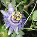 Passiflora mooreana - Photo (c) aacocucci, some rights reserved (CC BY-NC), uploaded by aacocucci