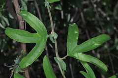 Passiflora mooreana