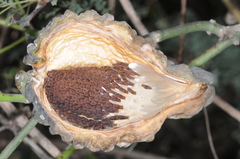 Araujia brachystephana