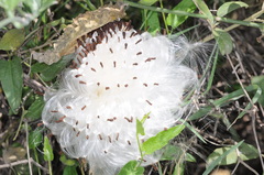 Araujia brachystephana