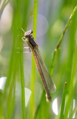 Lestes stultus