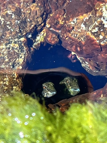 Tidepool Sculpin, Diana Island, Alberni-Clayoquot, BC, CA, photo 6 of 10