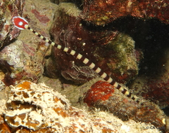 Dunckerocampus dactyliophorus