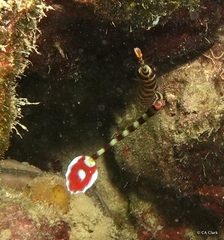 Dunckerocampus dactyliophorus