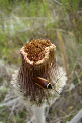 Pseudomops neglectus