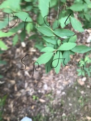 Francoaceae
