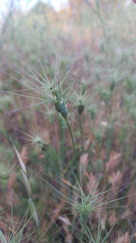 Aegilops geniculata, photograph 3