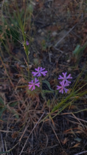 Silene scabriflora, photograph 5
