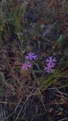 Silene scabriflora, photograph (c) frangp, some rights reserved (CC BY)