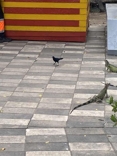 Carib Grackle