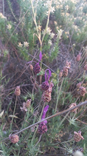 spanish lavender