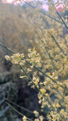 Yellow Bridal Broom