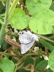 Hypochrysops digglesii