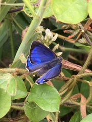 Hypochrysops digglesii