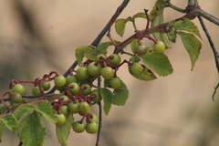 Vitaceae