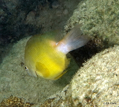 Pomacentrus simsiang