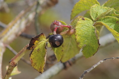 Vitaceae