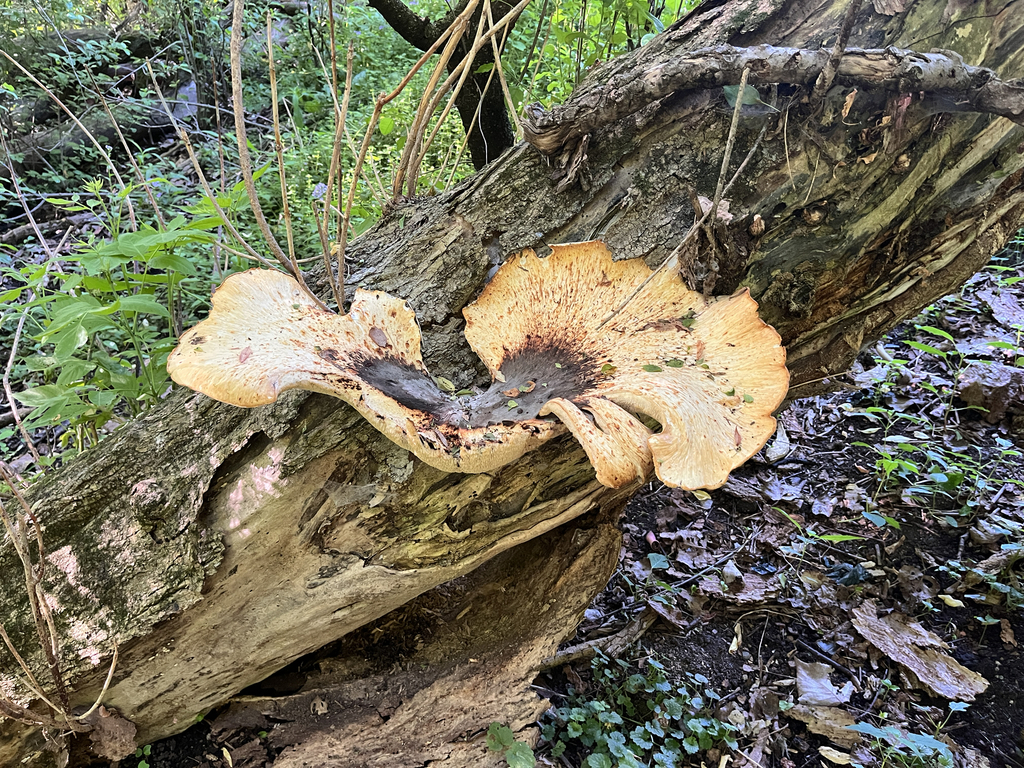 Dryad's Saddle · May 2026 · photo: Photo: (c) Aenet Anthony, some rights reserved (CC BY) · iNaturalist