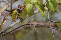 Vitaceae