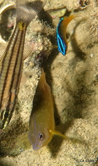 Pomacentrus simsiang