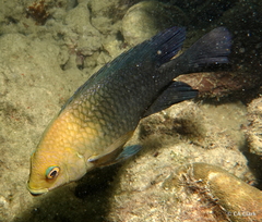 Hemiglyphidodon plagiometopon