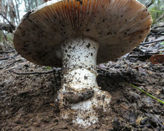 Amanita ochrophylla
