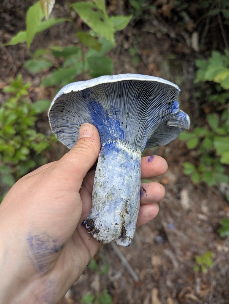 indigo milk cap · May 2026 · photo: Photo: (c) Alina Martin, some rights reserved (CC BY) · iNaturalist