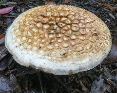 Amanita ochrophylla
