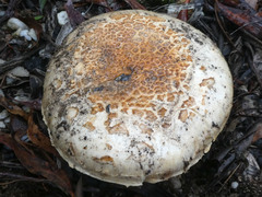 Amanita ochrophylla