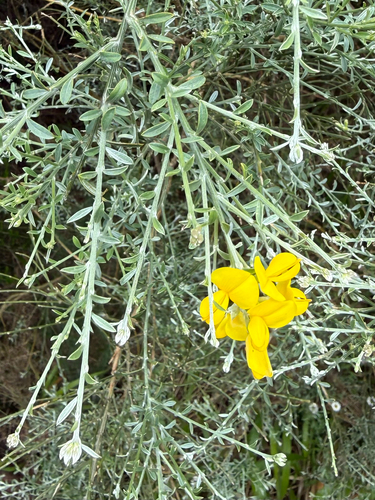 Genista tenera, photograph 6