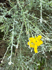 Genista tenera, photograph (c) Rob Felix, some rights reserved (CC BY)