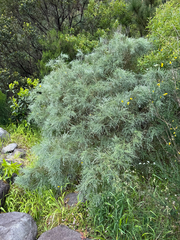 Genista tenera, photograph (c) Rob Felix, some rights reserved (CC BY)