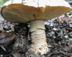Amanita ochrophylla