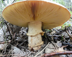 Amanita ochrophylla