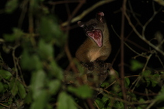 Arctogalidia trivirgata