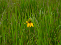 Rudbeckia texana, photograph author not stated, no rights reserved