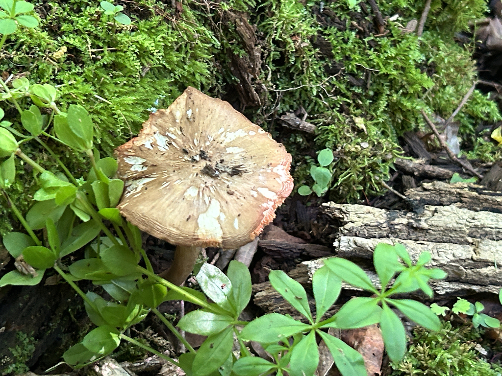 Deer Mushroom · May 2026 · photo: Photo: (c) martin_livezey, some rights reserved (CC BY) · iNaturalist