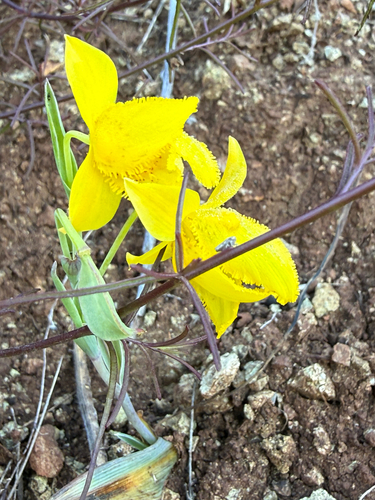 Calochortus amabilis, photograph 6