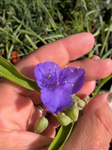 Ohio spiderwort