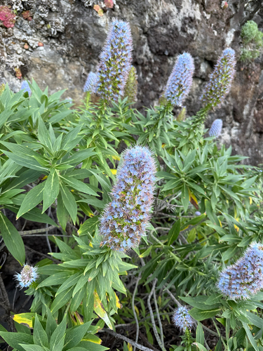 Echium nervosum
